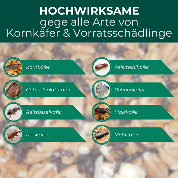 Darstellung verschiedener Arten von Korn- und Vorratsschädlingen wie Kornkäfer, Reismehlkäfer, Getreideplattkäfer, Bohnenkäfer, Reisrüsselkäfer, Maiskäfer, Reiskäfer und Mehlkäfer.
