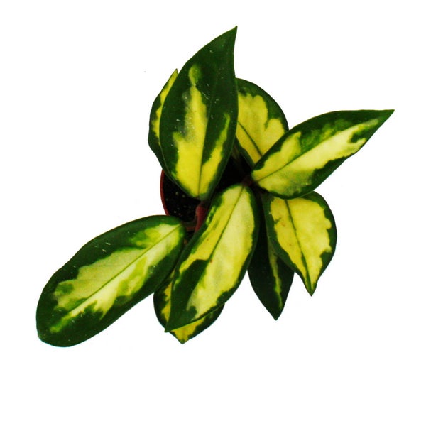 Mini-Pflanze Hoya carnosa tricolor Porzellanblume Ideal für kleine Schalen und Gläser Baby-Plant im 5,5cm Topf