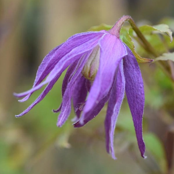 Nahaufnahme einer einzelnen violetten Waldrebenblüte