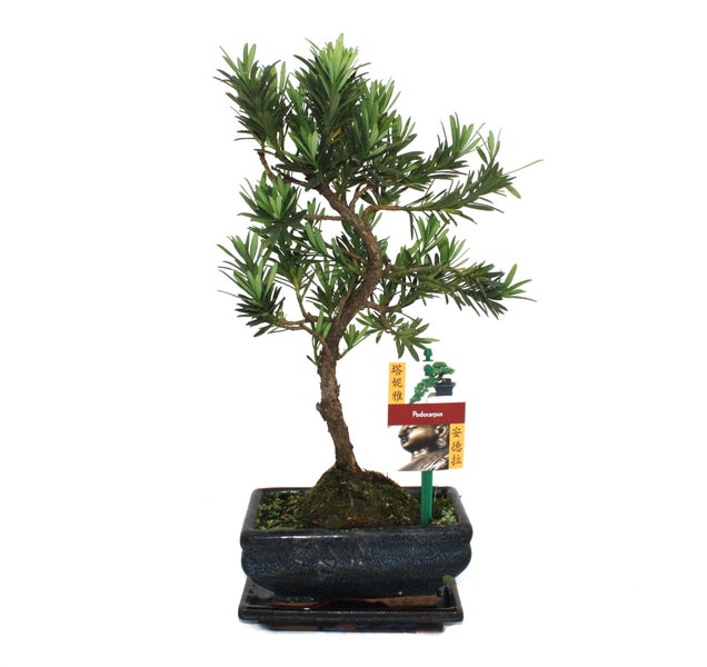 Bonsai Steineibe - Podocarpus macrophyllus - ca. 6 Jahre