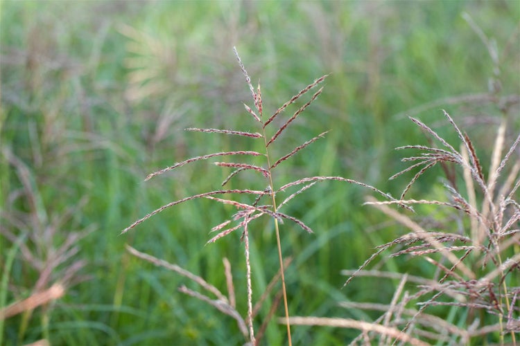 Nahaufnahme von Ziergras im Garten