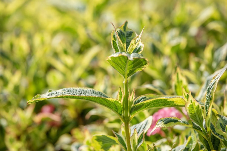 Weigela florida 'Nana Variegata', Weigelie, buntlaubig, 125–150 cm
