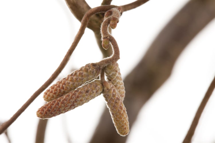 Corylus avellana 'Contorta', Korkenzieherhasel, 40–60 cm