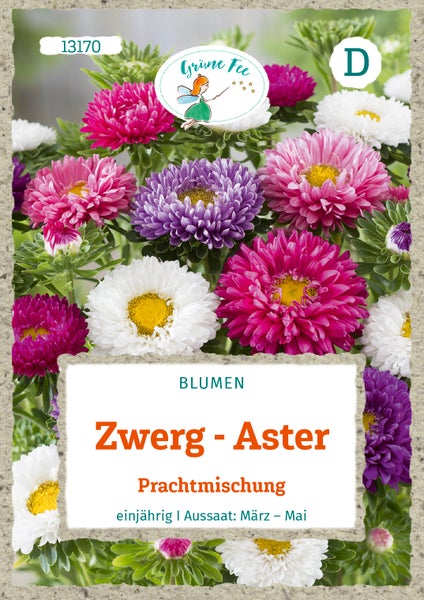 Samenaussaat für Zwerg-Astern von Grüne Fee, einjährige Prachtmischung mit bunten Blüten. Grüne Fee Logo.
