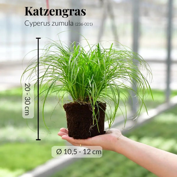 Kriechendes Schönpolster Callisia repens mit einer Höhe von 10 bis 20 cm und einem Durchmesser von 10,5 bis 12 cm in der Hand