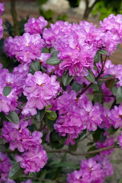 Rhododendron carolinianum 'P.J.Mezitt', rosa Blüten, 20–25 cm