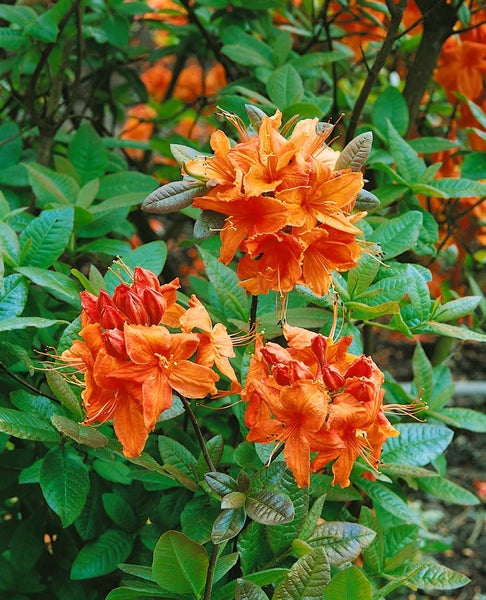 Rhododendron luteum 'Rumba', gelb-rot, 30–40 cm