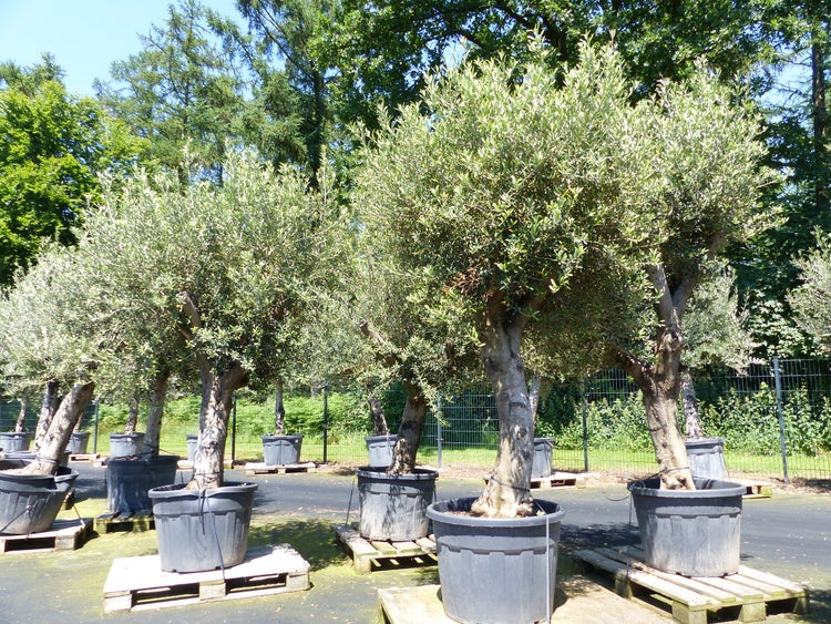 Premium Olivenbaum 220-260 cm buschige Krone, winterharte Olive, Olea europaea