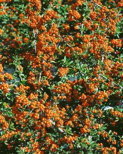 Pyracantha 'Mohave', Feuerdorn, orange-rot, 40–60 cm