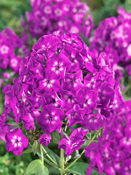 Phlox paniculata 'Purple Kiss', Flammenblume, lila, ca. 11x11 cm Topf