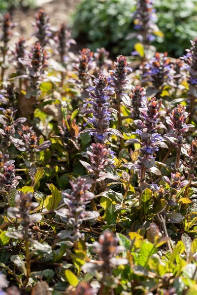 Ajuga reptans 'Braunherz', Günsel, bronzefarben, ca. 9x9 cm Topf