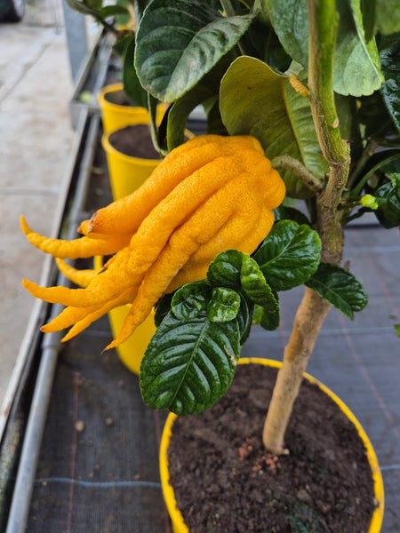 echte Citrus Medica Buddha's Hand 60 - 70 cm Mano di Buddha, veredelt