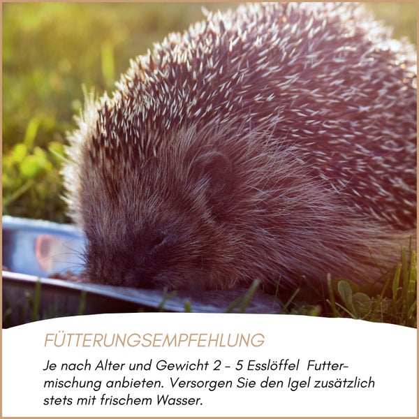 Igel frisst aus einer Schale im Freien mit Text zu Fütterungsempfehlungen für Igel.