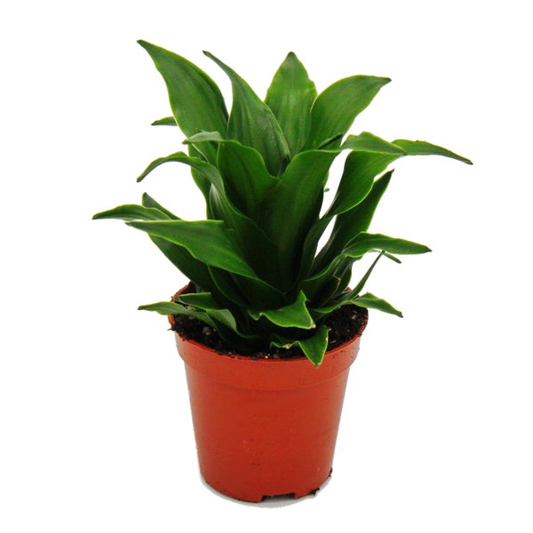 Mini-Pflanzen Set mit 5 grünlaubigen Mini Pflanzen Ideal für kleine Schalen und Gläser Baby-Plant im 5,5cm Topf