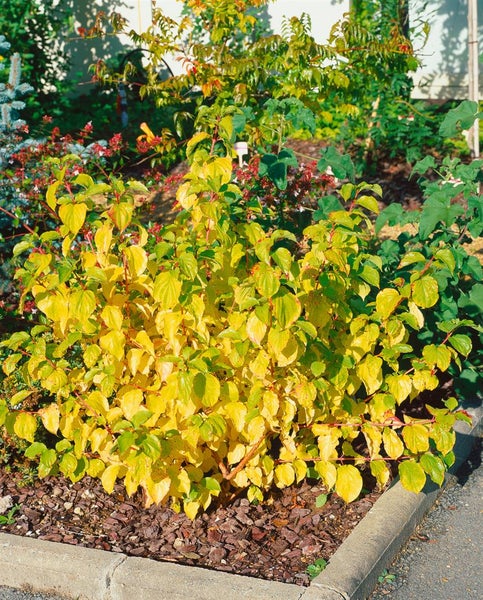 Cornus sanguinea 'Midwinter Fire', Hartriegel, leuchtend orange, 60–100 cm