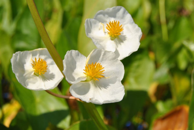 Sagittaria latifolia, Pfeilkraut, ca. 9x9 cm Topf