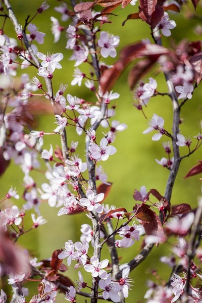 Prunus cerasifera 'Nigra', Blutpflaume, dunkelrot, 60–100 cm
