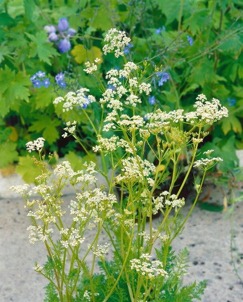 Blühende Wilde Möhre Pflanze im Garten.