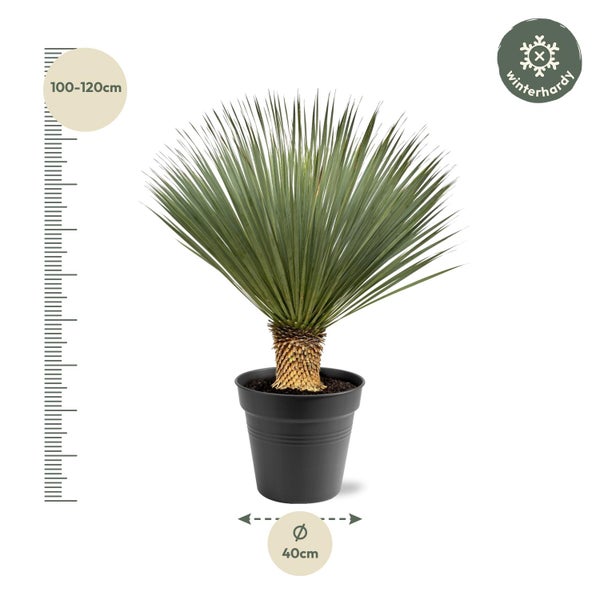 Yucca Zimmerpflanze im Topf, winterhart, Größe 100 bis 120 cm, Topfdurchmesser 40 cm