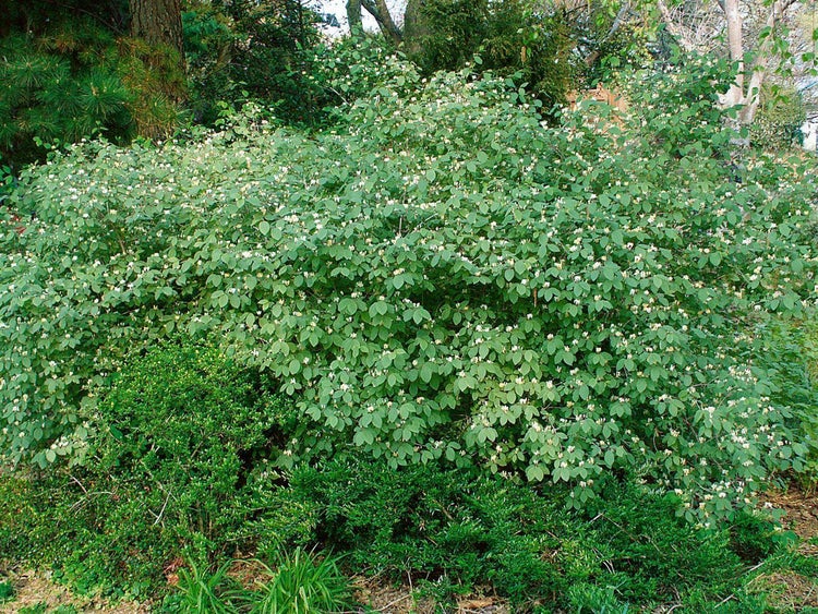Lonicera xylosteum, Heckenkirsche, 60–100 cm, robust
