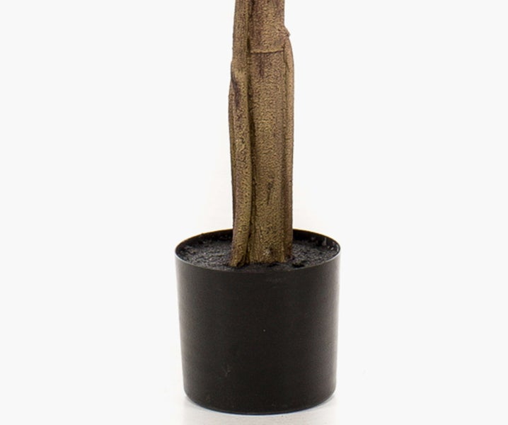 Nahaufnahme einer weißen Orchidee mit mehreren Blüten und grünen Knospen am Stiel.