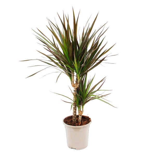 Dracaena marginata Magenta - 17cm Topf - 2er Tuff