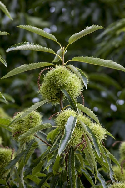 Castanea sativa, Esskastanie, 80–100 cm