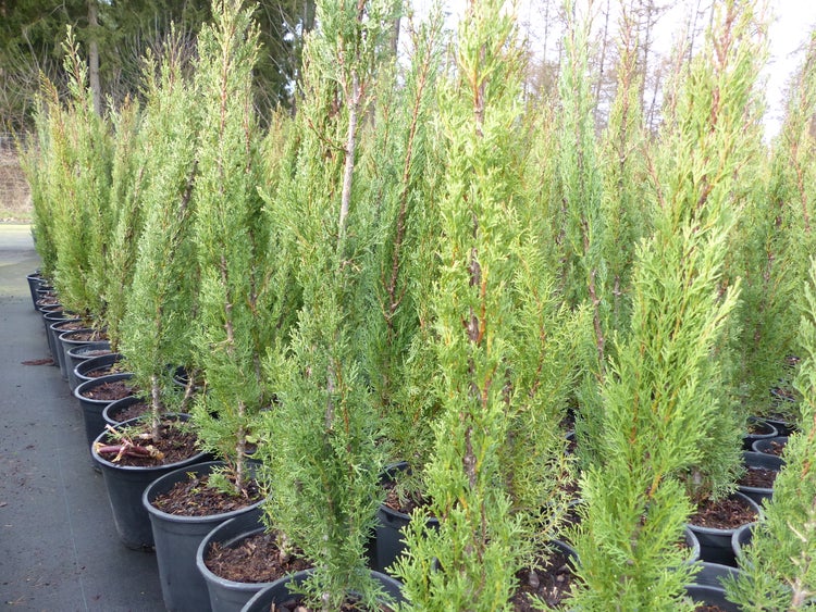 8x Mittelmeerzypresse 90 - 120 cm Säulen Toskana Zypressen Zypresse Cupressus Semper