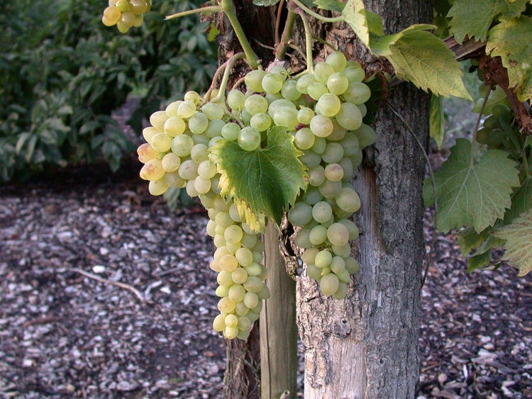 Vitis vinifera 'Solaris', Weinrebe, 80–100 cm