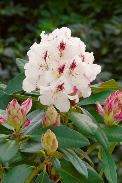 Rhododendron Hybr. 'Gudrun', Rhododendron, 30–40 cm, rosa Blüten