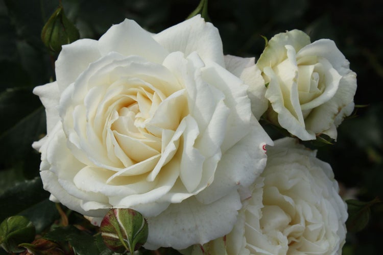 Nahaufnahme von weißen Rosenblüten