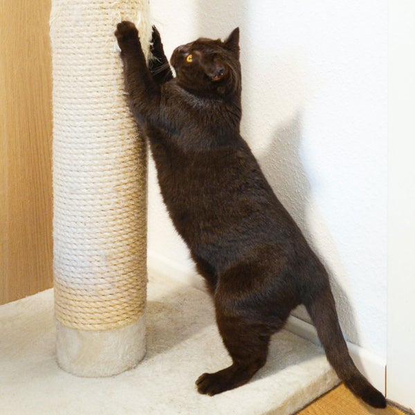 Eine dunkelbraune Katze dehnt sich und schärft ihre Krallen an einem hohen Kratzstamm aus Sisal.