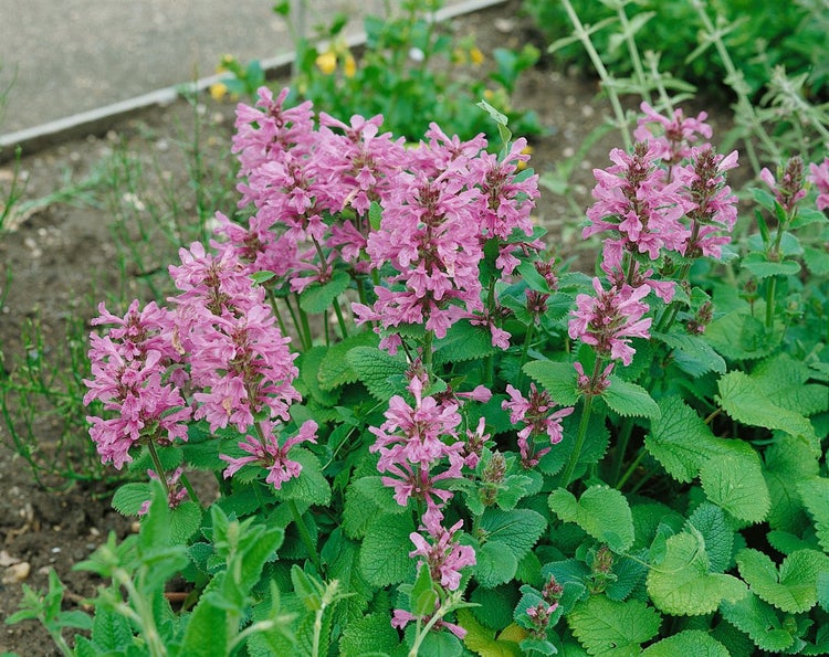 Stachys grandiflora 'Superba', Großblättriger Ziest, ca. 9x9 cm Topf