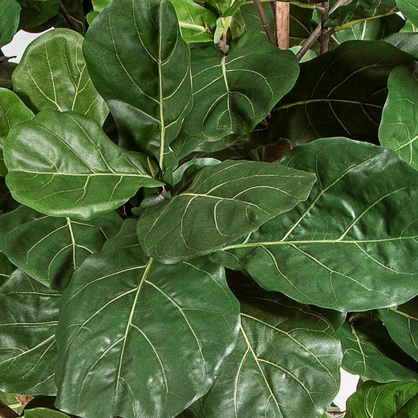 Nahaufnahme einer Geigenfeige Ficus lyrata mit großen grünen Blättern und deutlich sichtbaren hellen Blattadern.