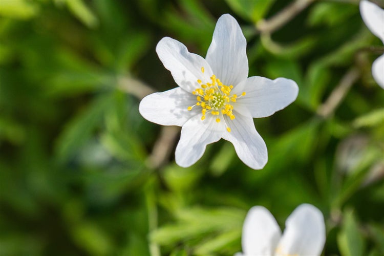 Anemone nemorosa, Buschwindröschen, weiß, ca. 9x9 cm Topf