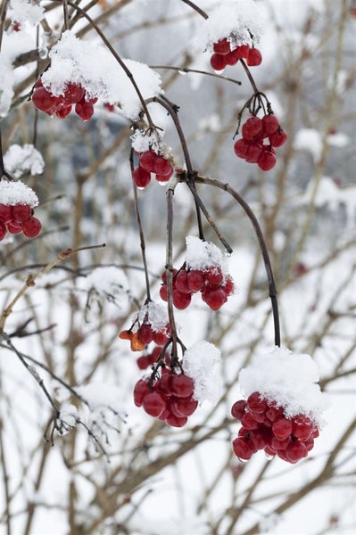 Viburnum opulus, Gewöhnlicher Schneeball, 60–100 cm, weiße Blüten