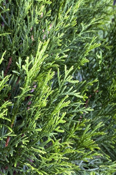 Thuja occidentalis 'Smaragd', Lebensbaum, immergrün, 100–120 cm