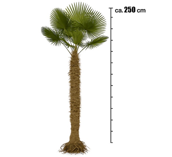 Palme Trachycarpus Fortunei ca. 250 cm Höhe Winterhart –19 °C