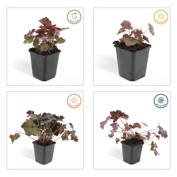 Heuchera Purpurglöckchen in einem schwarzen Topf, dargestellt in den vier Jahreszeiten Frühling, Sommer, Herbst und Winter.