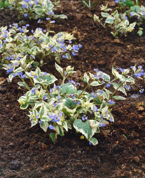 Vergissmeinnicht Pflanze im Gartenbeet mit blauen Blüten und weiß-grün panaschierten Blättern