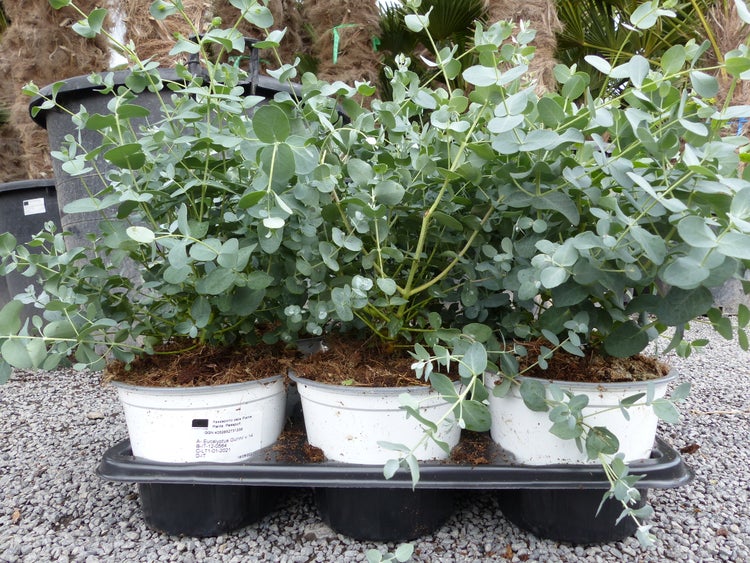 Drei Eucalyptus gunnii Pflanzen in weißen Kunststofftöpfen, arrangiert in einer schwarzen Transportpalette auf Kies.