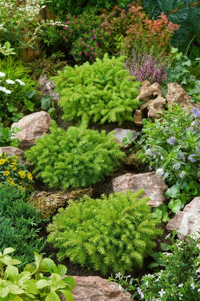 Gestalteter Garten mit verschiedenen Pflanzen und Steinen.