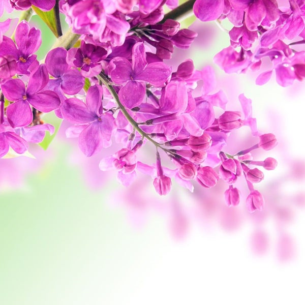 Nahaufnahme von lila Fliederblüten.