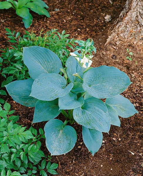 Hosta sieboldiana 'Bressingham Blue', Blaublatt-Funkie, ca. 11x11 cm Topf