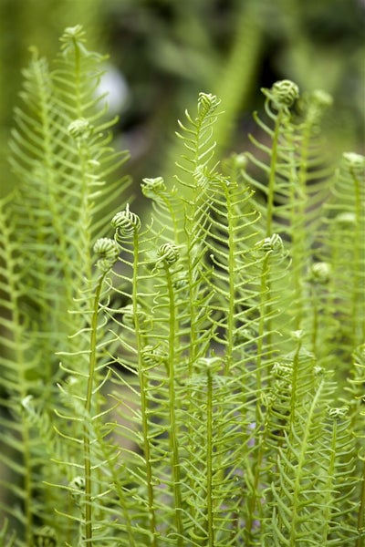 Blechnum spicant, Rippenfarn, ca. 9x9 cm Topf