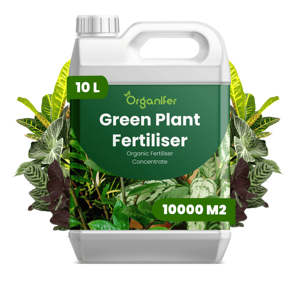 10 Liter Organifer Green Plant Fertiliser Bio-Grünpflanzendünger Konzentrat für eine Fläche von 10000 Quadratmetern, umgeben von Pflanzenblättern.