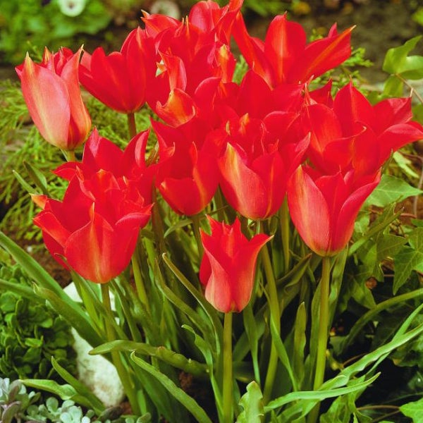 Gruppe roter Tulpen im Gartenbeet