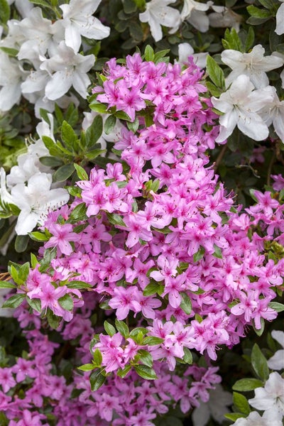 Rhododendron obtusum 'Rosa', Azalee, rosa Blüten, 20–25 cm