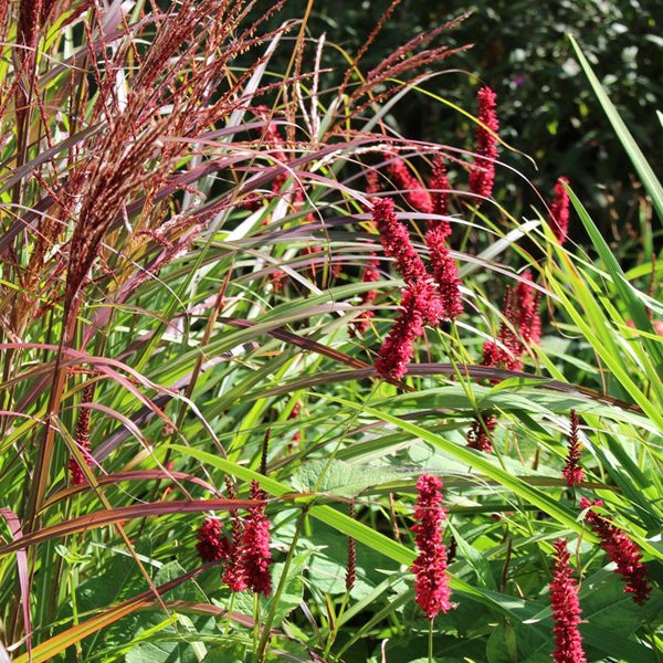 Verschiedene Ziergräser und rote Knöterichblüten im Garten