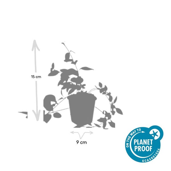 Bodendecker - Großblättriges Immergrün - Vinca major 'Alba' - 9cm Topf - Set mit 40 Pflanzen